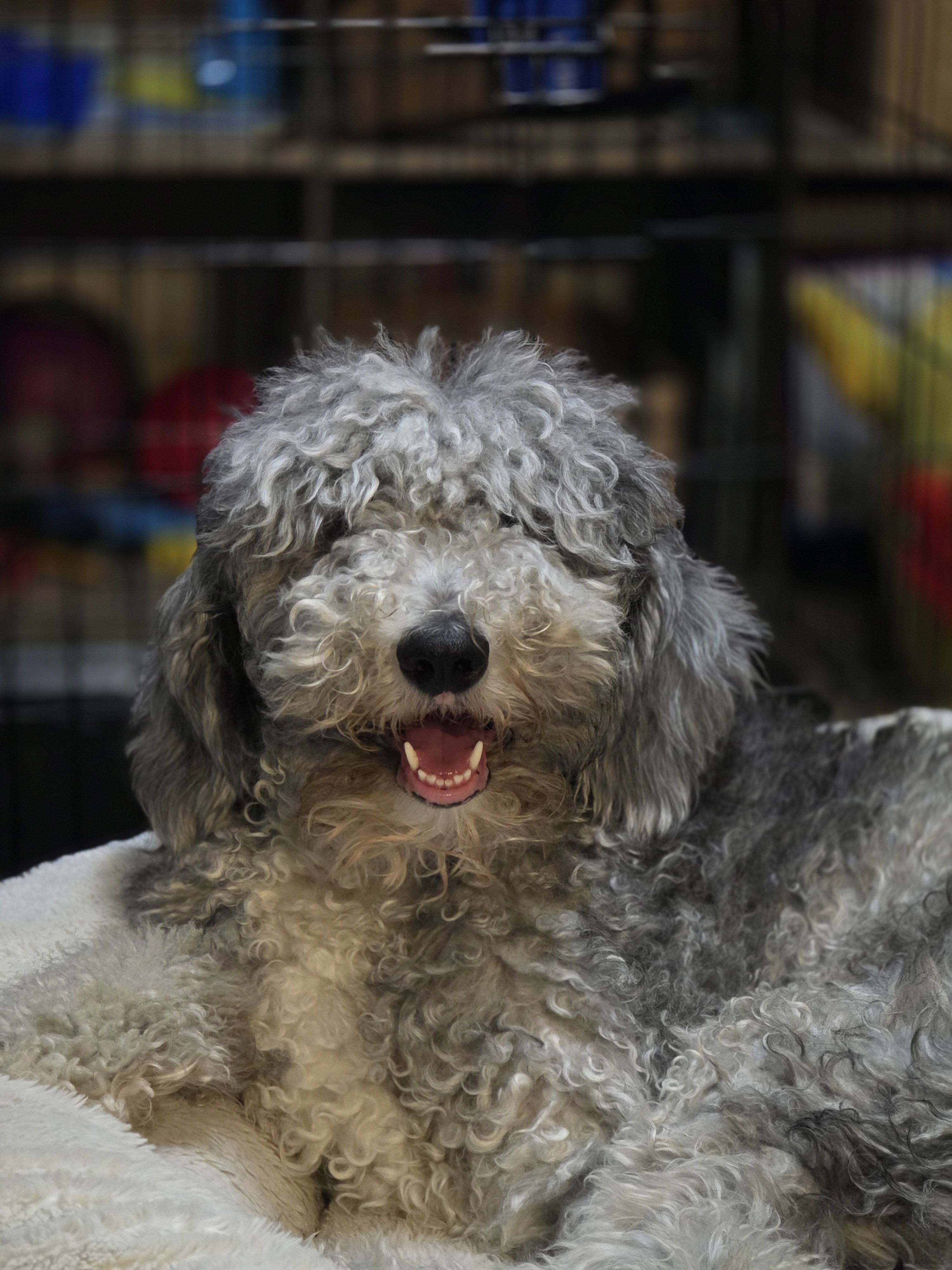 Photo of a gray and white sheepadoodle. She's laying on her bed, staring straight at the camera, her mouth slightly open in what looks like a smile.
Her eyes are obscured by her long, scraggly hair.